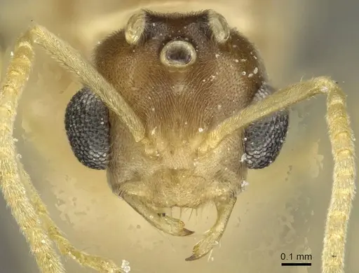 Pseudolasius butteli specimen