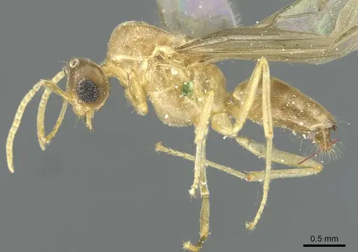 Pseudolasius butteli specimen