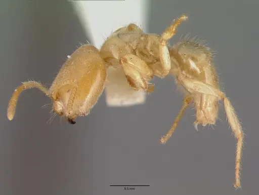 Pseudolasius caecus specimen