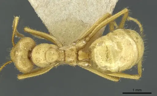 Pseudolasius carinatus specimen