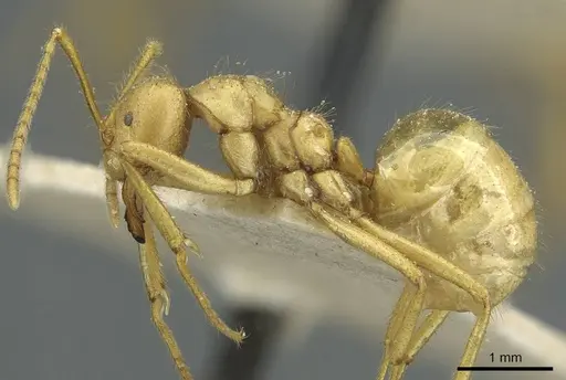 Pseudolasius carinatus specimen