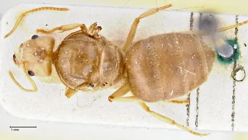 Pseudolasius circularis specimen