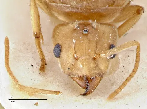 Pseudolasius circularis specimen