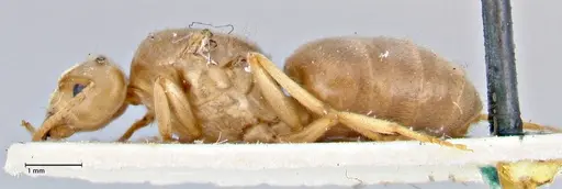 Pseudolasius circularis specimen