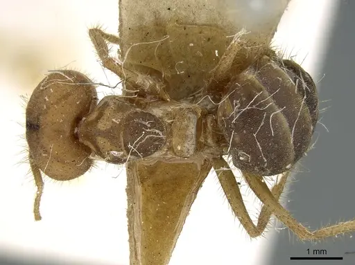 Pseudolasius emeryi specimen
