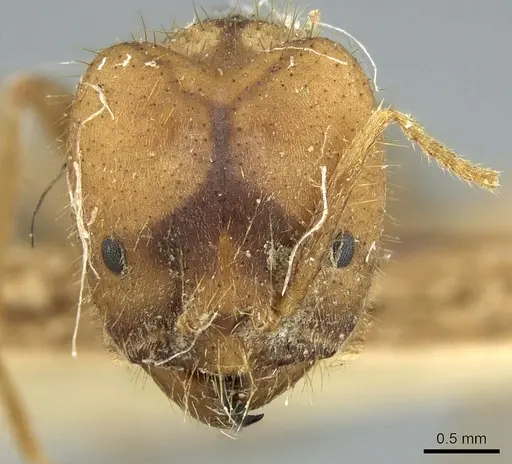 Pseudolasius emeryi specimen