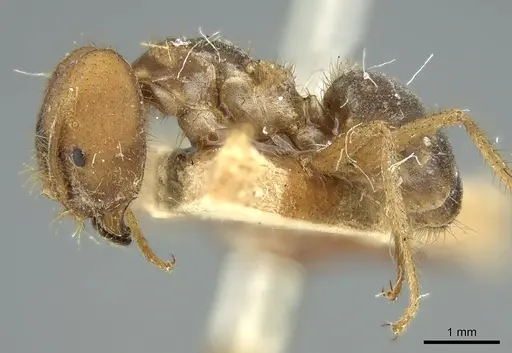 Pseudolasius emeryi specimen