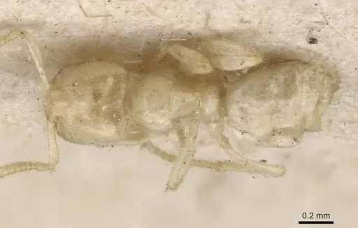 Pseudolasius emeryi - CASENT0909905