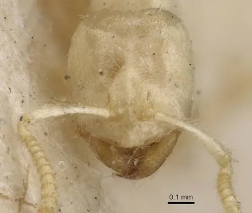 Pseudolasius emeryi - CASENT0909905