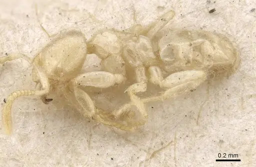 Pseudolasius emeryi - CASENT0909905