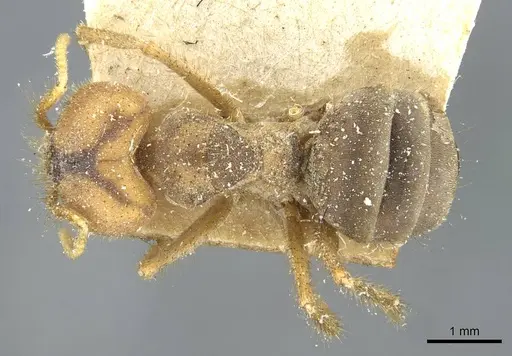 Pseudolasius emeryi - CASENT0910974