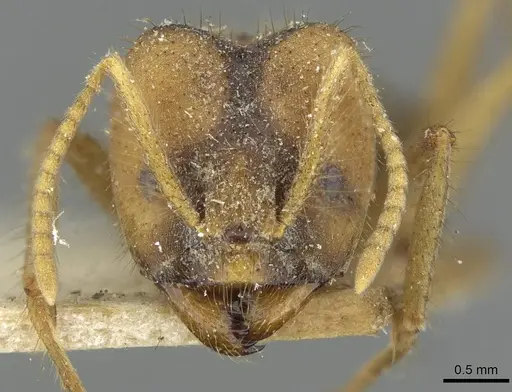 Pseudolasius emeryi - CASENT0910974