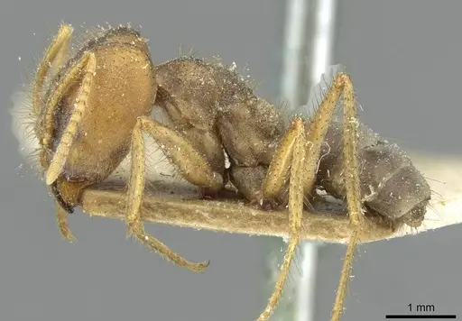 Pseudolasius emeryi - CASENT0910974