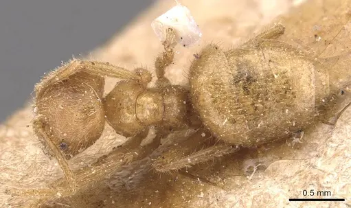 Pseudolasius fallax specimen