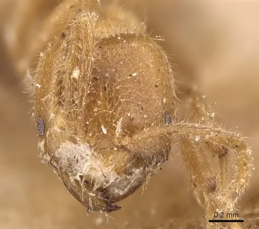 Pseudolasius fallax specimen