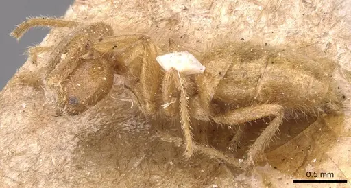 Pseudolasius fallax specimen