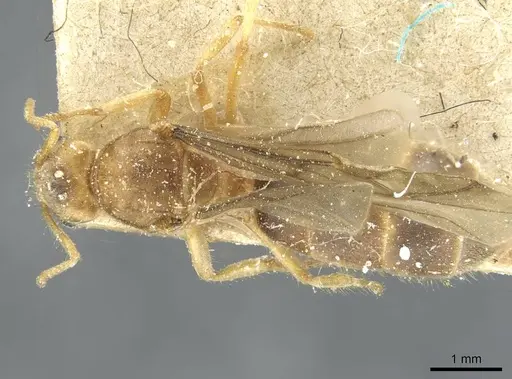 Pseudolasius fallax - CASENT0910975