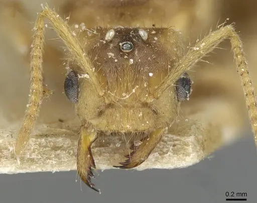 Pseudolasius fallax - CASENT0910975