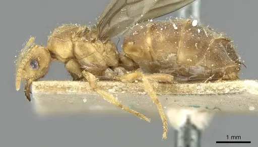 Pseudolasius fallax - CASENT0910975