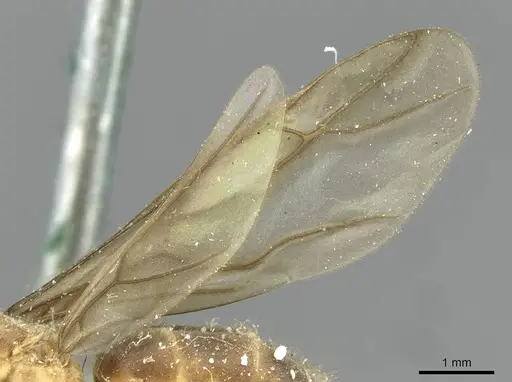 Pseudolasius fallax - CASENT0910975