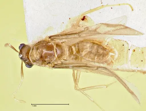 Pseudolasius fallax - FOCOL2710