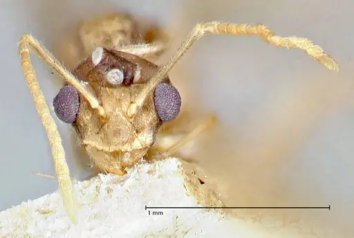 Pseudolasius fallax - FOCOL2710