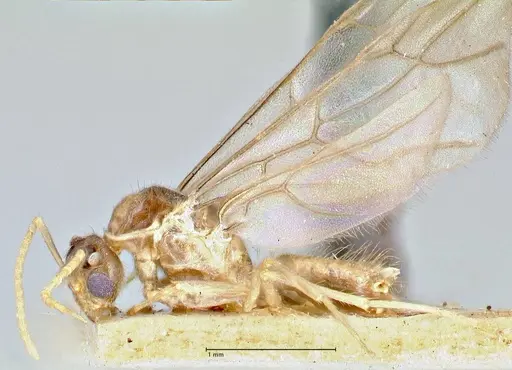 Pseudolasius fallax - FOCOL2710