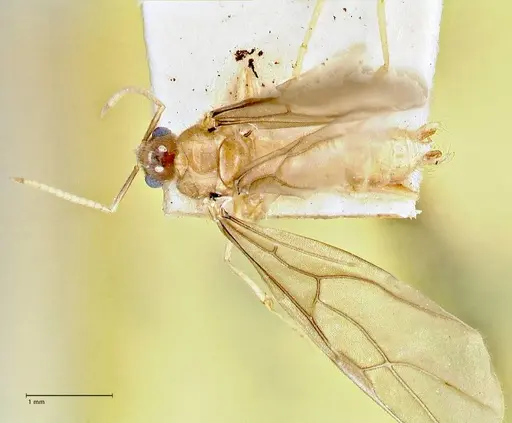 Pseudolasius fallax - FOCOL2711