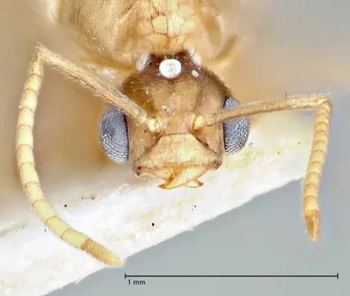 Pseudolasius fallax - FOCOL2711