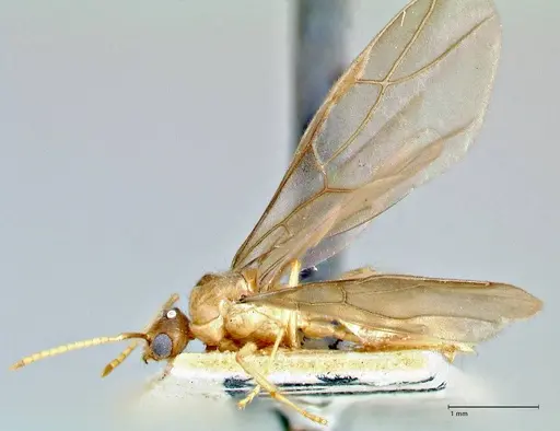 Pseudolasius fallax - FOCOL2711