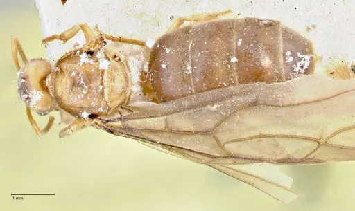 Pseudolasius fallax - FOCOL2712