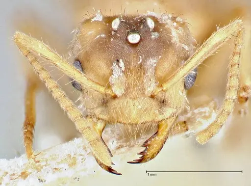 Pseudolasius fallax - FOCOL2712