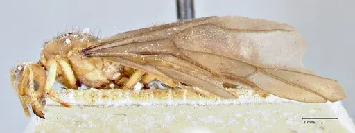 Pseudolasius fallax - FOCOL2712