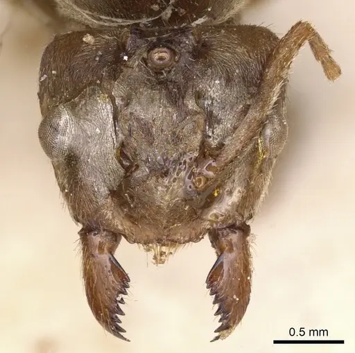 Pseudolasius familiaris specimen