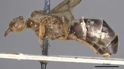 Pseudolasius familiaris specimen