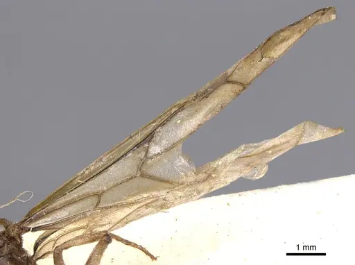 Pseudolasius familiaris - CASENT0901892