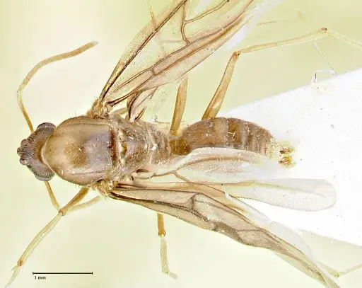 Pseudolasius hummeli specimen