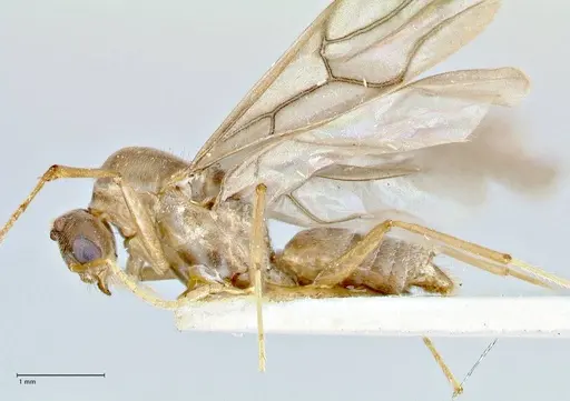 Pseudolasius hummeli specimen