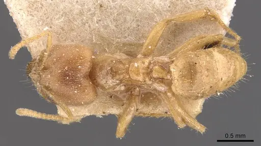 Pseudolasius isabellae specimen
