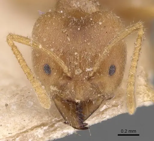 Pseudolasius isabellae specimen