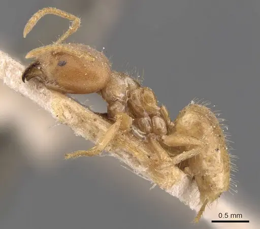 Pseudolasius isabellae specimen