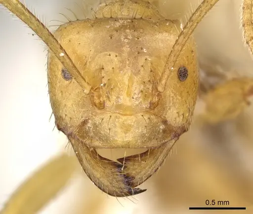 Pseudolasius karawajewi specimen