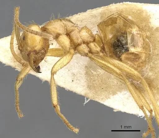 Pseudolasius karawajewi specimen