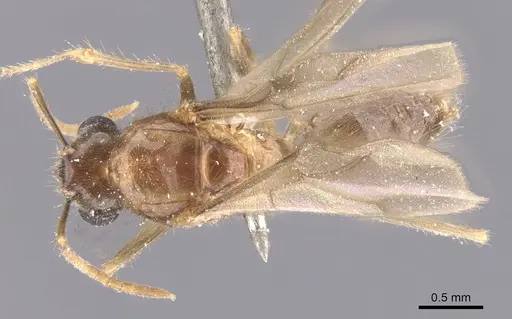 Pseudolasius leopoldi specimen