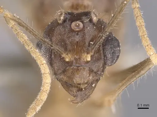 Pseudolasius leopoldi specimen