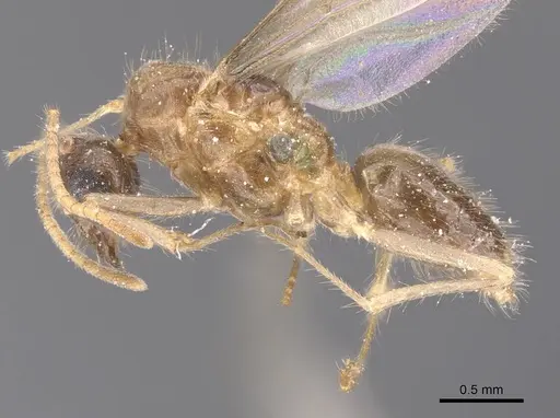 Pseudolasius leopoldi specimen