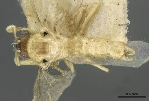 Pseudolasius liliputi specimen