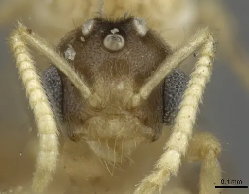 Pseudolasius liliputi specimen