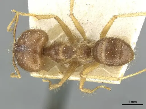 Pseudolasius ludovici specimen