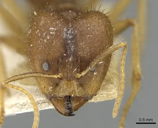 Pseudolasius ludovici specimen